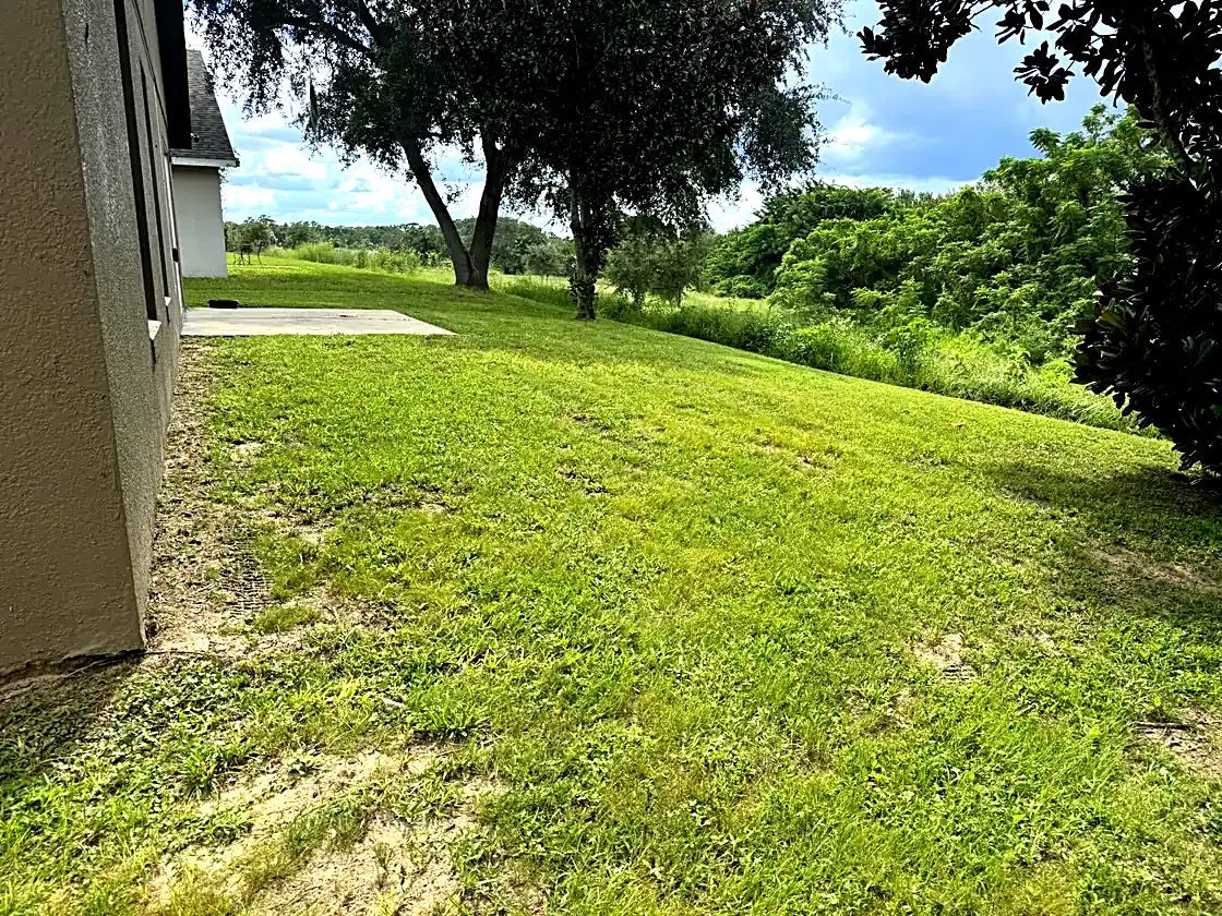Back lawn under the oaks
